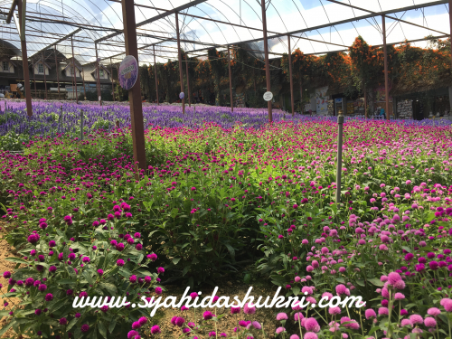Macam-macam jenis bunga yang ada dekat Lavender Garden, Brinchang, Cameron Highlands